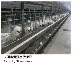 天晴烏骨雞產蛋情形天晴烏骨雞產蛋情形