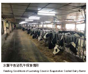 水簾牛舍泌乳牛探食情形