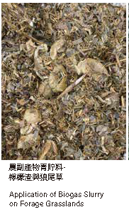 農副產物青貯料-檸檬渣與狼尾草