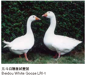 北斗白鵝畜試壹號