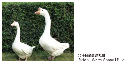 北斗白鵝畜試貳號