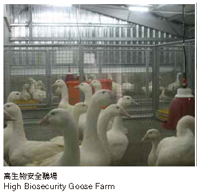畜生物安全鵝場