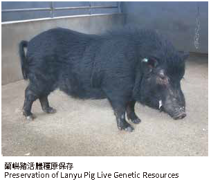 蘭嶼豬活體種原保存蘭嶼豬活體種原保存