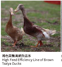 褐色菜鴨高飼效品系