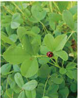 兼顧環境與生產的禾豆混植草地