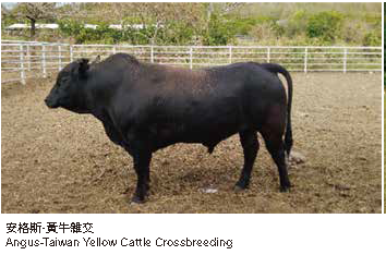 安格斯·黄牛雜交