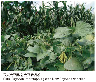 玉米大豆間植-大豆新品系