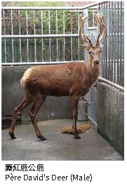 糜紅鹿公鹿