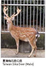 臺灣梅花鹿公鹿