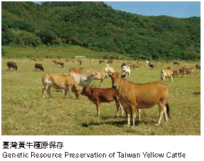 臺灣黃牛種原保存臺灣黃牛種原保存